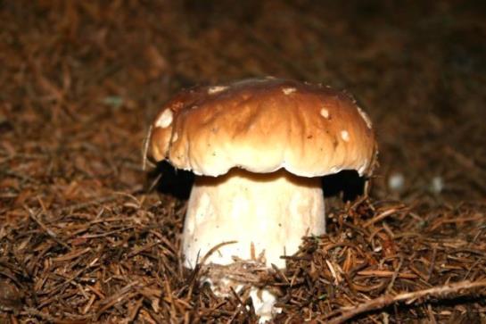 Nationalparkhotel Schihof