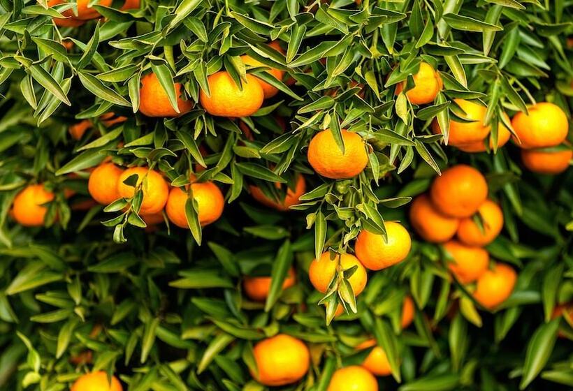 乡村酒店 Douro Palace Hotel Resort & Spa