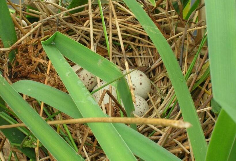 مبيت وإفطار Polhilsa Farm