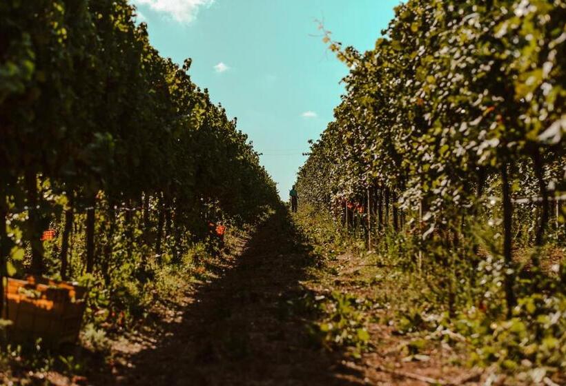 تختخواب و صبحانه La Vinia Bed&wine Experience   Adults Only