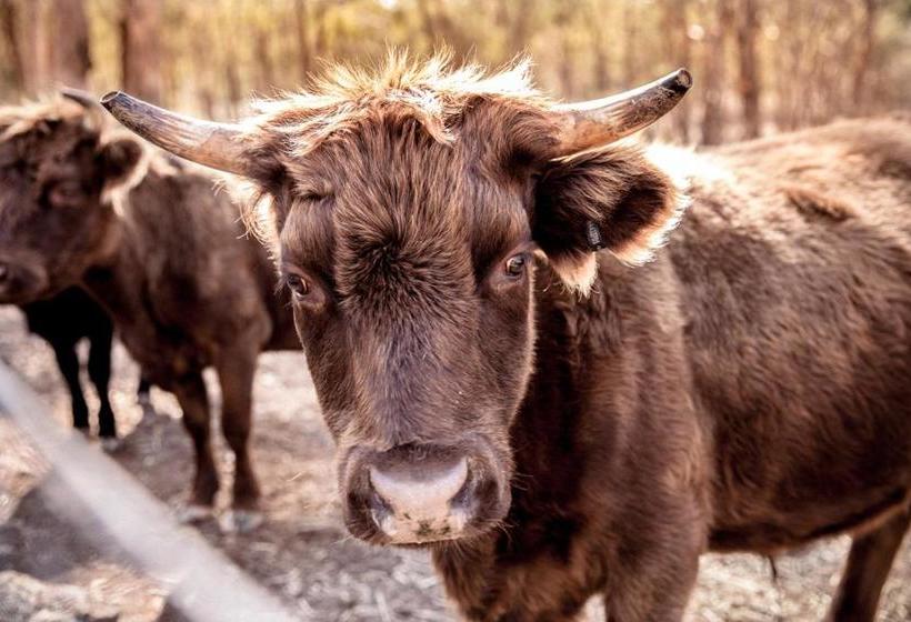 مبيت وإفطار Rosewood Cottage