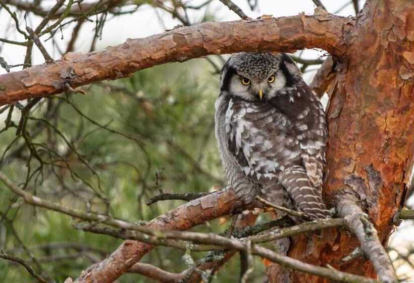 Haltia Lake Lodge Nature Boutique Hotel & Glamping