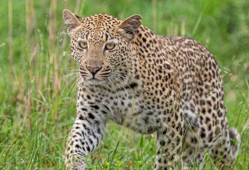 酒店 Leopard Sands, Kruger Park