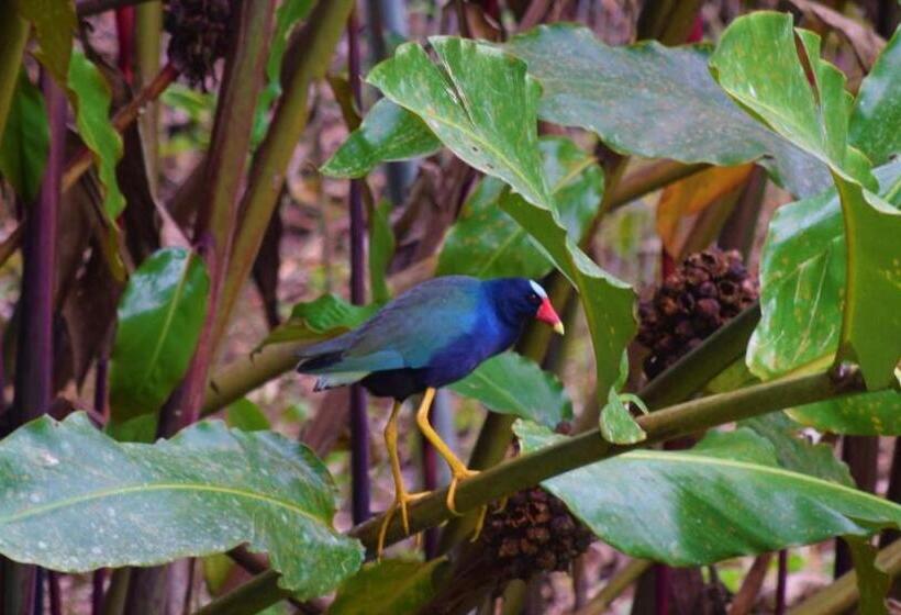 فندق Rio Celeste Finca L´ Etoile Celeste