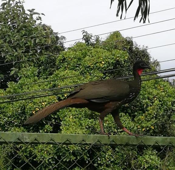 فندق Hospedaje Las Orquídeas