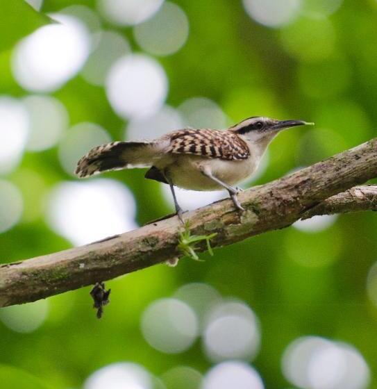 هتل Pumilio Mountain & Ocean