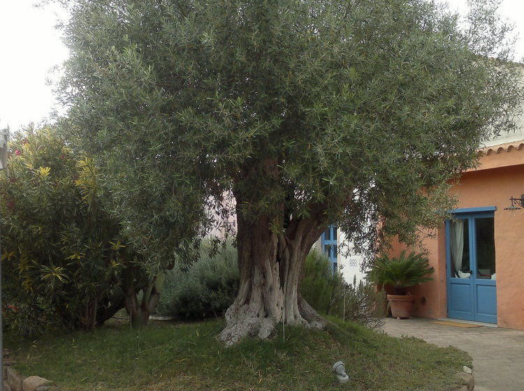 בית מלון כפרי S'acqua Sassa Resort