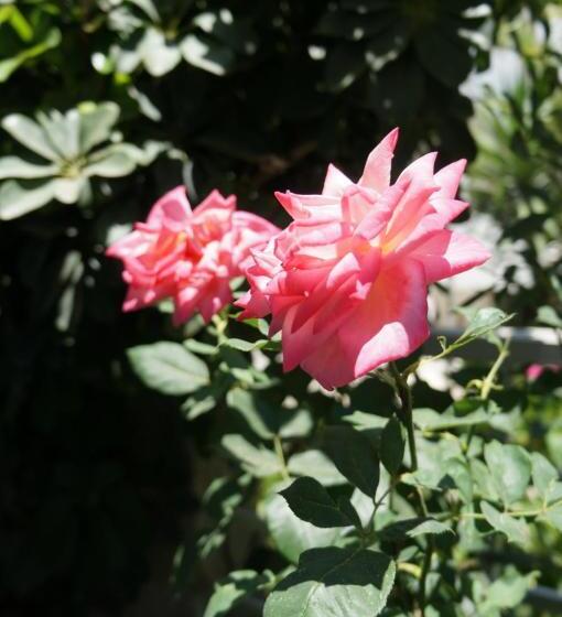 هتل Skoufezis Studios