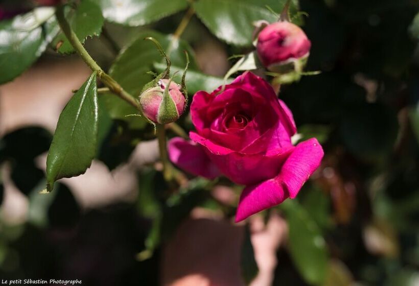 צימר Le Petit Flo