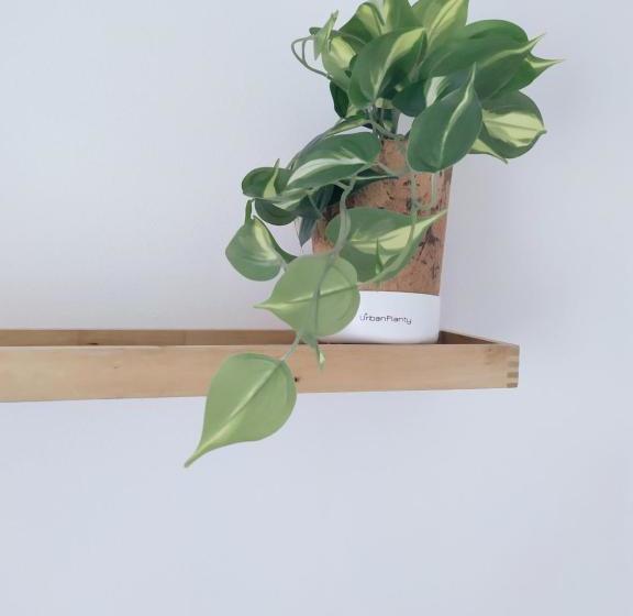 مبيت وإفطار Peonia