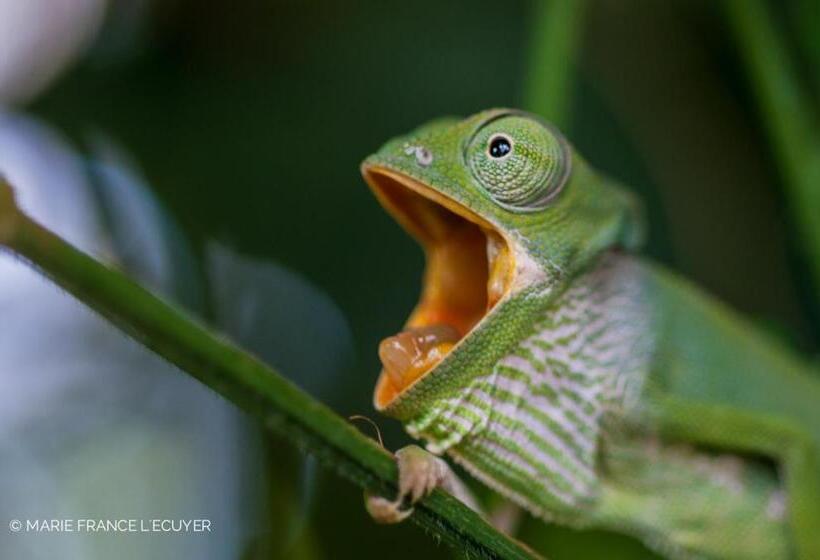 منتجع Gecko Nature Lodge Home Of Swahili Divers The Best Dive Center And Famous Gecko Restaurant