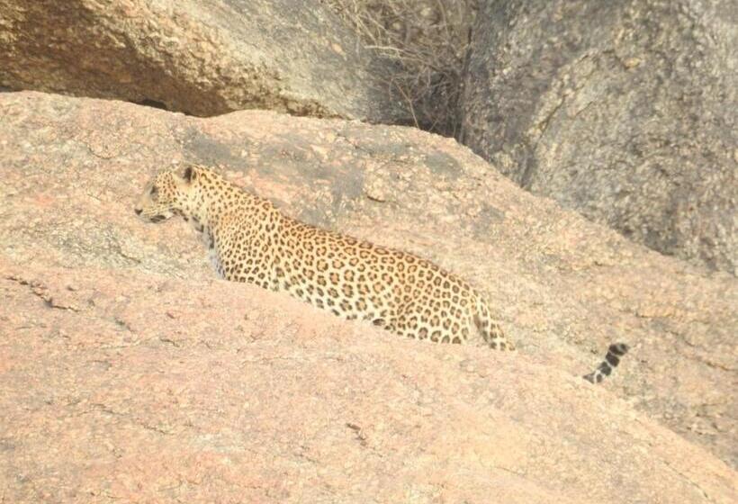 منتجع Jawai Bera Leopard Camp
