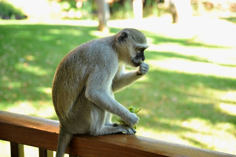 هتل The David Livingstone Safari Lodge & Spa