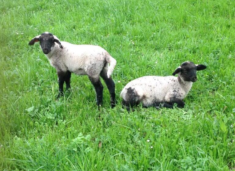 فندق Agriturismo Barcola