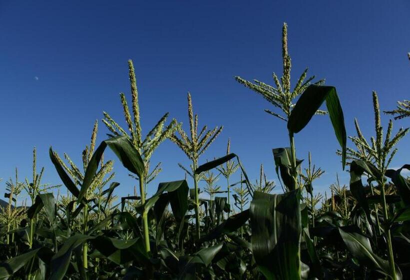 渡假胜地 Yatsugatake Grace