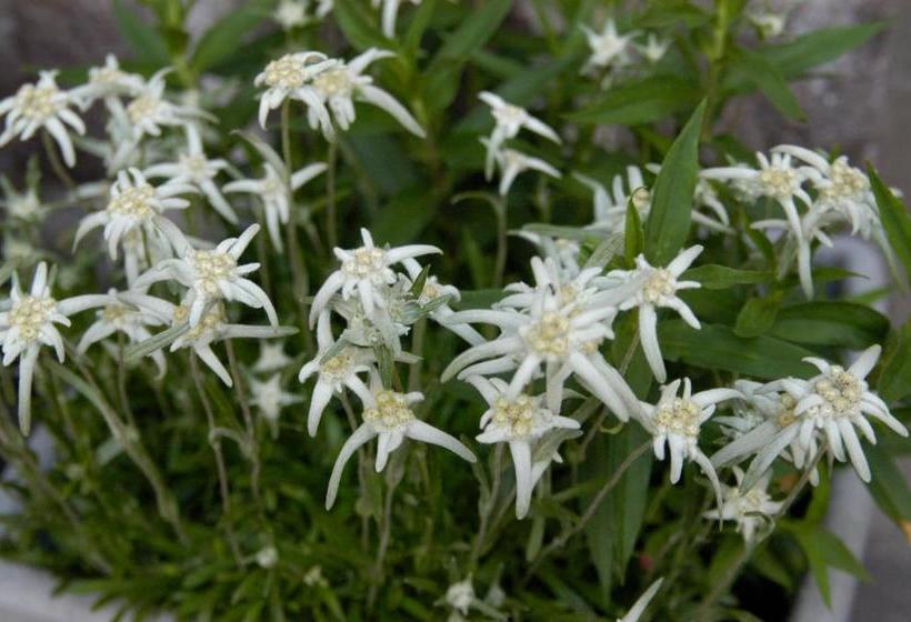 בית מלון כפרי Debra Park