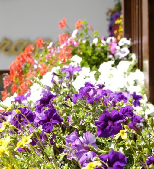 בית מלון כפרי Debra Park