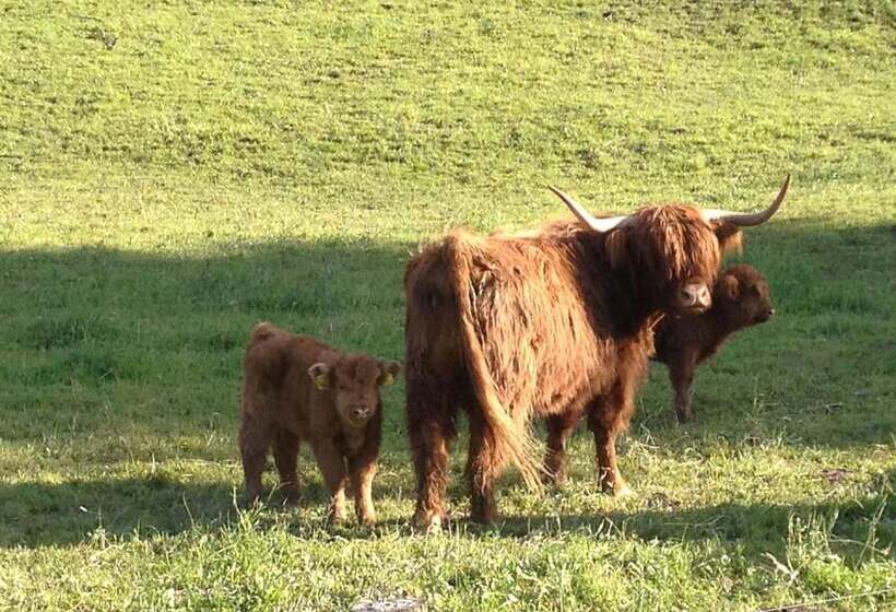 هتل Pension & Apartments Waldkrieber