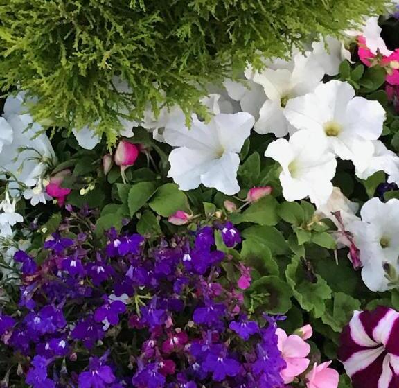 بنسيون Fox View Guesthouse