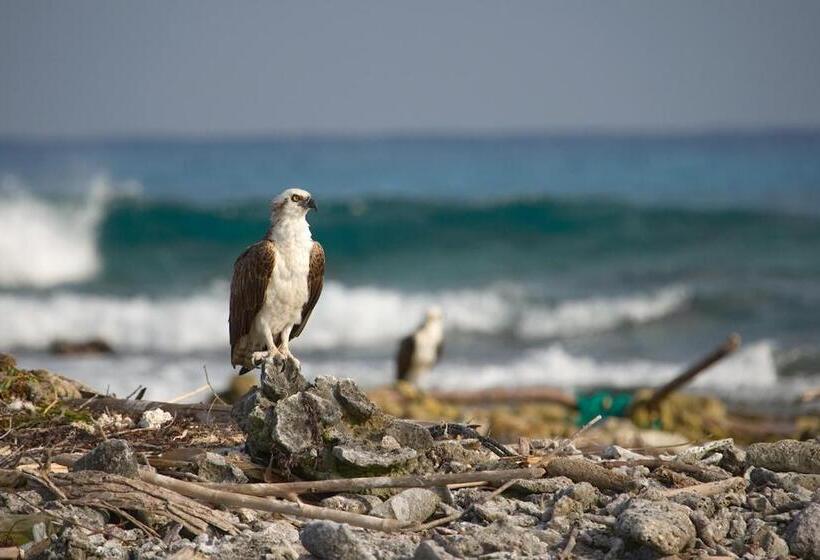 בית מלון כפרי Pelican Beach Resort South Water Caye