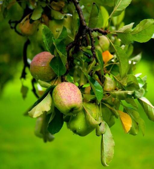 בית מלון כפרי Sierra Lago