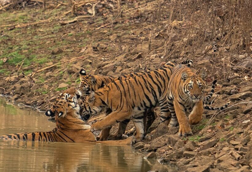 ホテル Chimur Tiger Resort At Tadoba