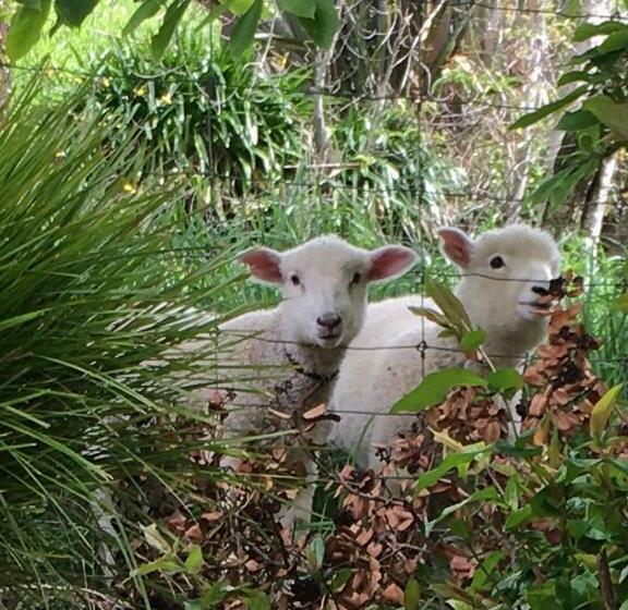 צימר The Terrace