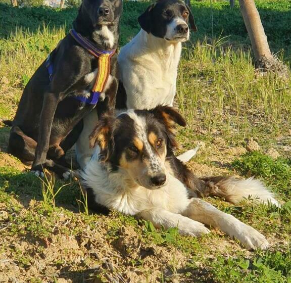 تختخواب و صبحانه Casa California