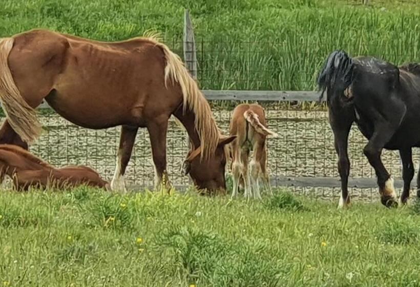 צימר Casa Ciuffina