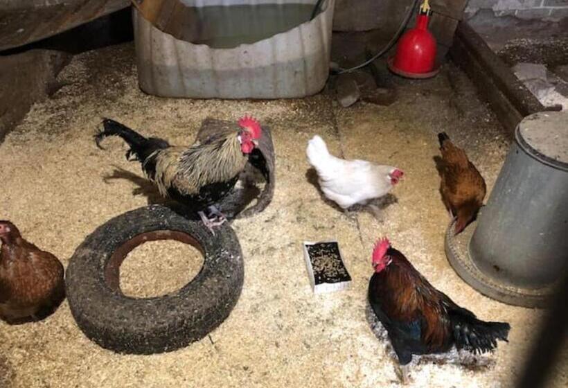 ホテル Niiralan Tila : Starlite Cabin