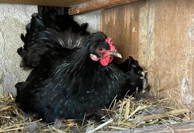 פנסיון Chambre Romantique Dans Le Château De La Bouchatte