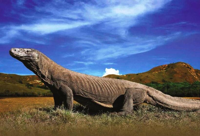 هتل Villa De Owis