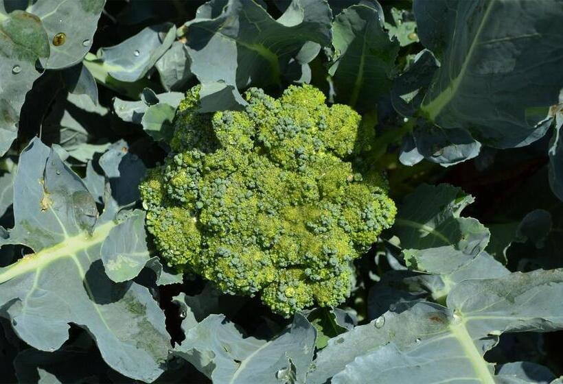 مبيت وإفطار Cà Ulivi