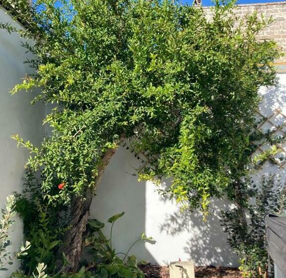 Il Palmento B&b