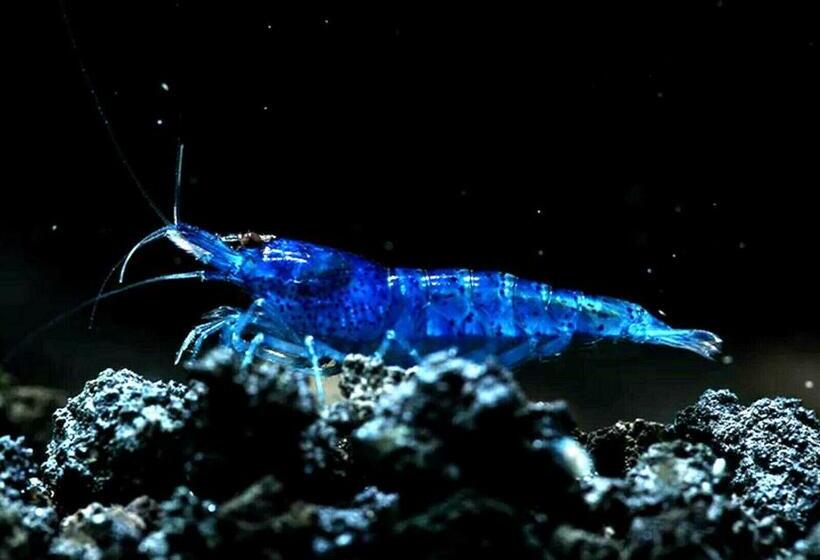 بنسيون Aquarium Room Fish And Gastropods