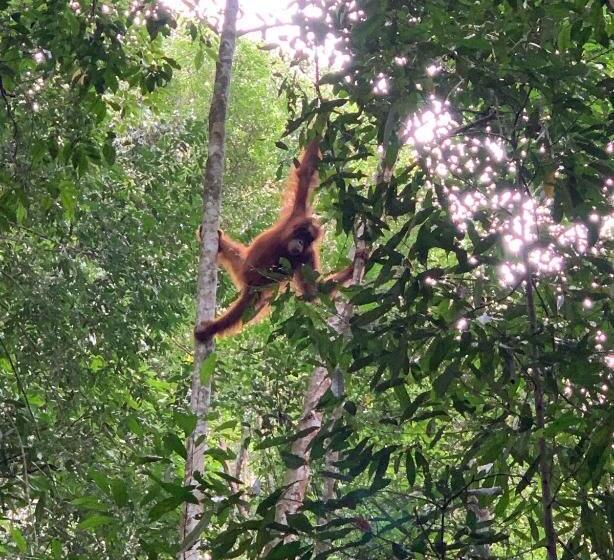 استراحتگاه Gino S Place   Guest House & Jungle Trekking