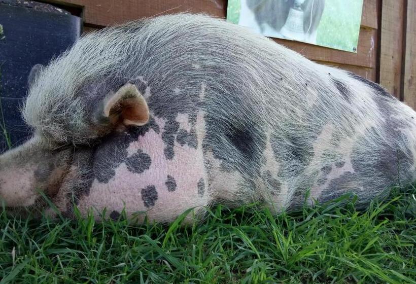 민박 La Petite Ferme De Pouillon   Parc Animalier   Aire De Loisirs