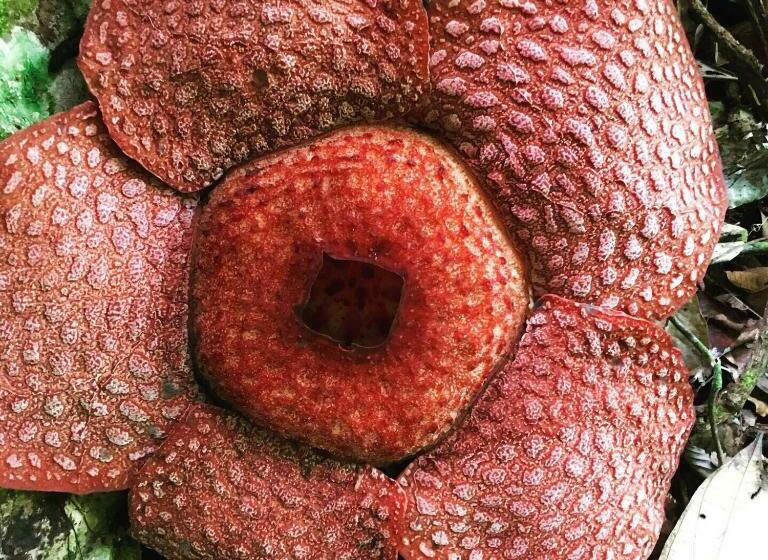 هتل Sahnan Guest House