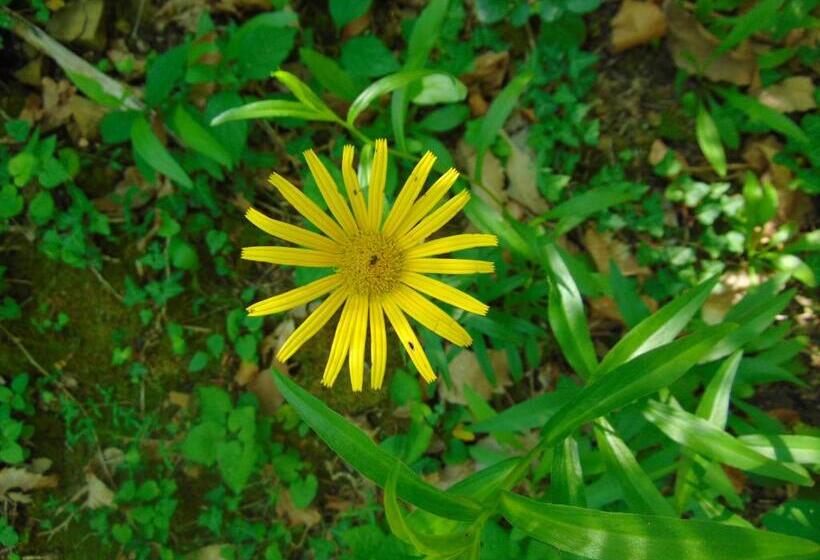 פנסיון Fragole E Menta