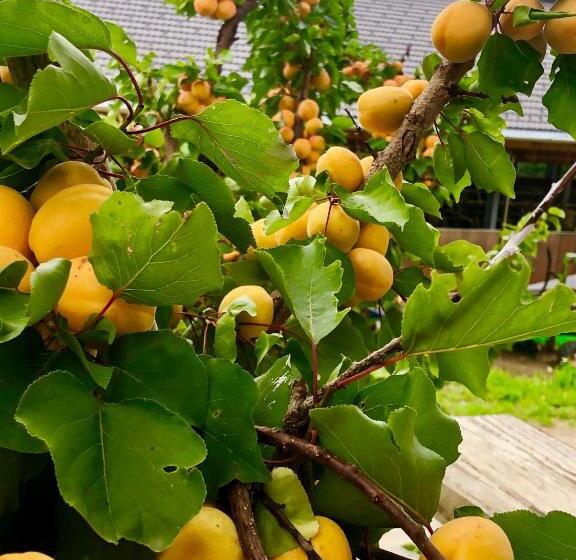 Пансион Feielhof