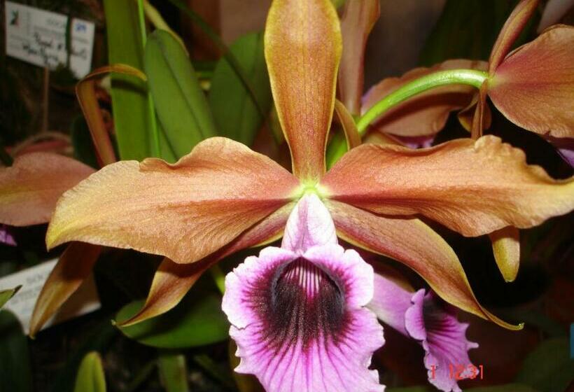 פנסיון Pousada Das Orquideas De Jau