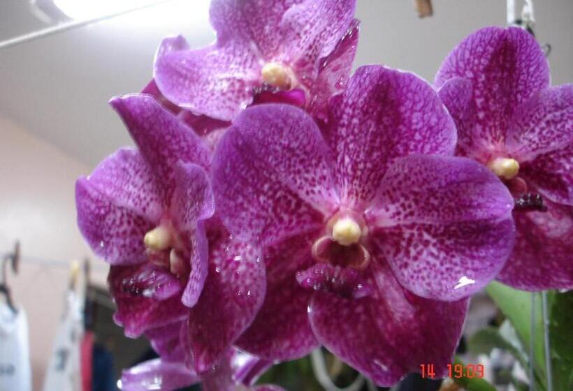 פנסיון Pousada Das Orquideas De Jau
