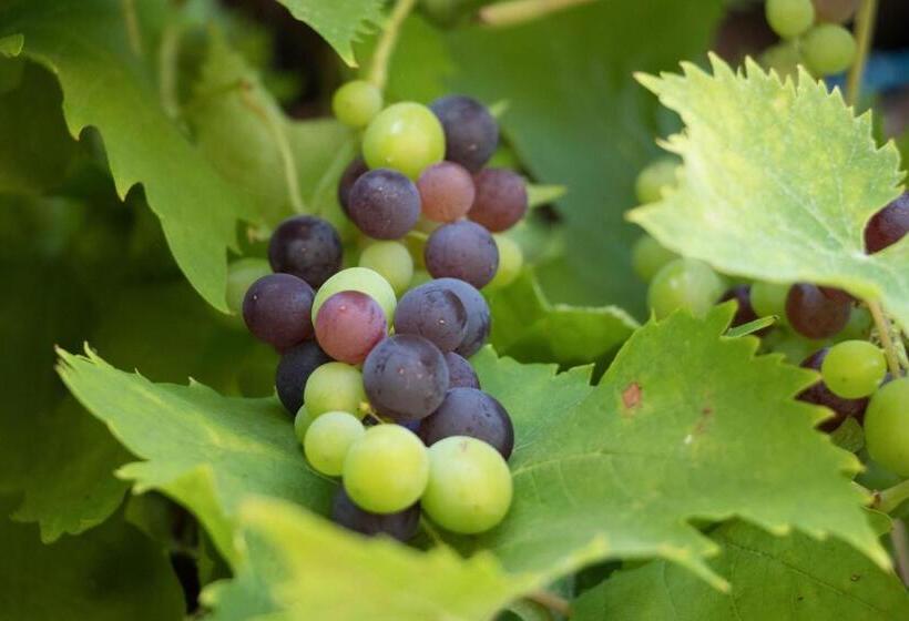 ペンション Gästehaus Bausch