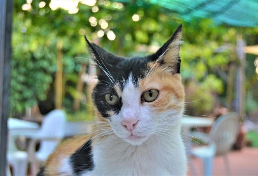 هتل Agriturismo Terre Di Mare Bordighera