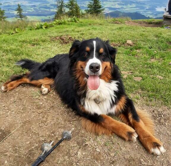 בית מלון כפרי Ferienhof Ammann