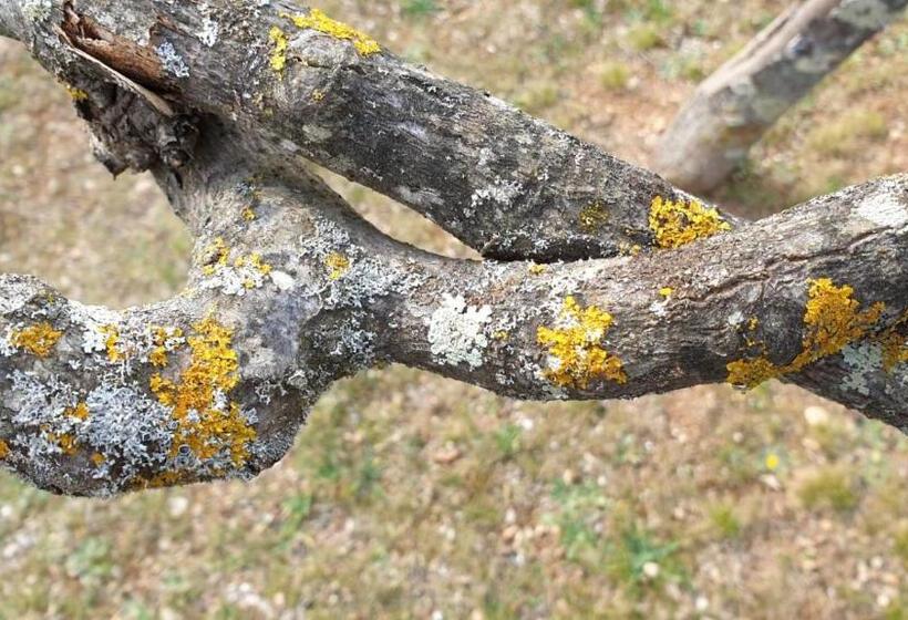 צימר L  Esmerand