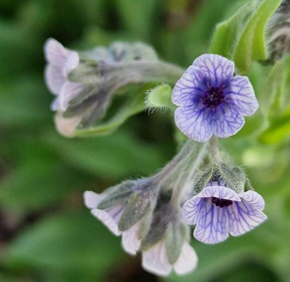 צימר L  Esmerand