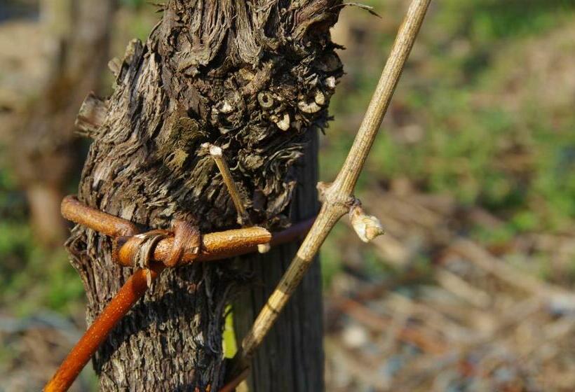 ホテル Weingut Weich