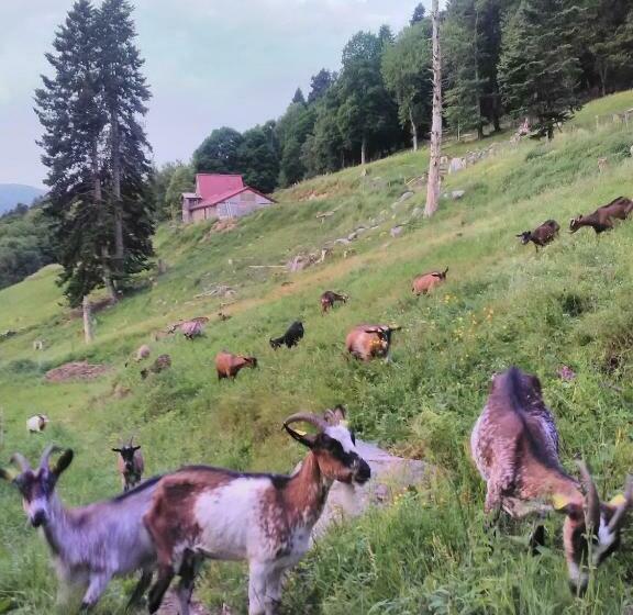 住宿加早餐  Gite Im Berg