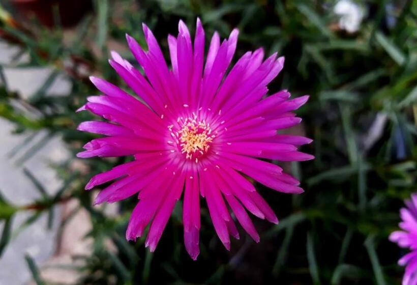 Общежитие Morada Recanto Das Flores